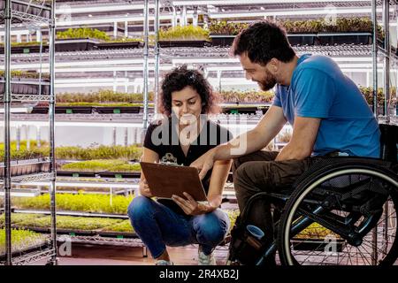 Donna con un uomo in sedia a rotelle che lavora insieme nella sua azienda Microgreens; Edmonton, Alberta, Canada Foto Stock