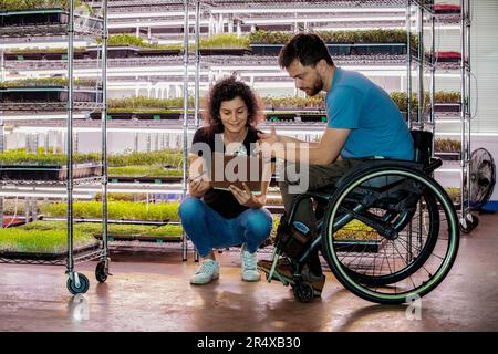 Donna con un uomo in sedia a rotelle che lavora insieme nella sua azienda Microgreens; Edmonton, Alberta, Canada Foto Stock