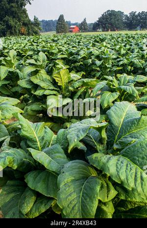 Vista ravvicinata del tabacco in un'azienda produttrice di tabacco; Kentucky, Stati Uniti d'America Foto Stock