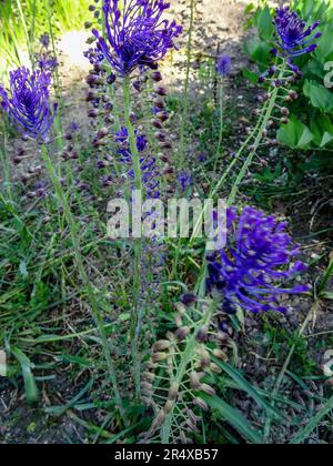 Fiori gioiosi nel Parc Floral de Paris pubblico in un pomeriggio di primavera gloriosamente soleggiato, Parigi, Francia Foto Stock