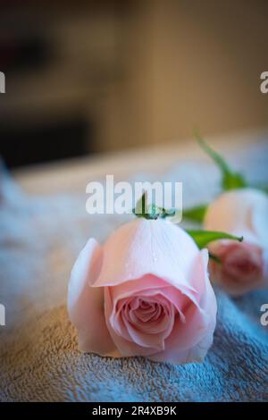 Abbraccia la bellezza di una rosa rosa. Lascia che i suoi delicati petali e l'eleganza senza tempo ispirino i tuoi disegni e catturano i cuori Foto Stock