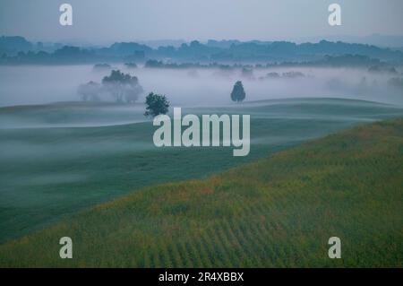 Cornfield vicino a Bloody Lane in una mattinata nebbiosa, Antietam National Battlefield, Maryland, USA; Antietam, Maryland, Stati Uniti d'America Foto Stock