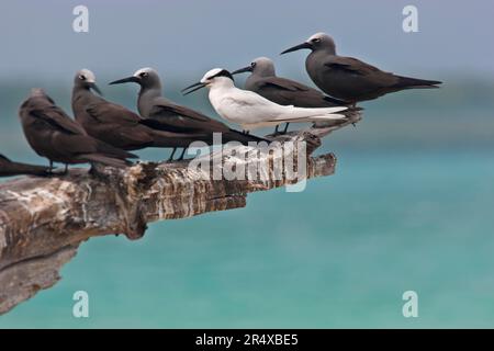 Gli uccelli marini fiancheggiano un pezzo di legno vicino all'oceano; Seychelles Foto Stock