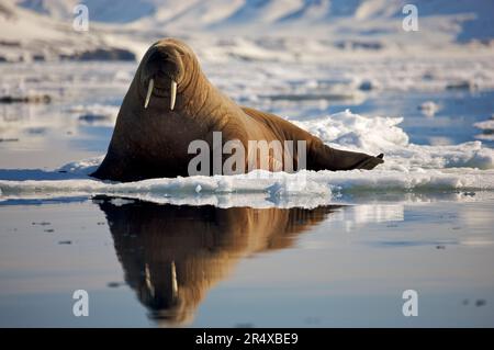 Walrus femminile (Odobenus rosmarus) sul ghiaccio; Hornsund, Spitsbergen, Arcipelago delle Svalbard, Norvegia Foto Stock