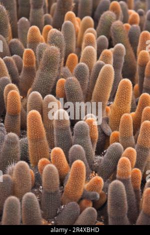 Vista ravvicinata di Lava Cactus (Brachycereus nesioticus); Isole Galapagos, Ecuador Foto Stock