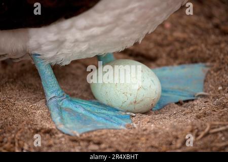 Uovo di booby dai piedi blu (Sula nebouxii) protetto tra i suoi piedi blu; isola Espanola, Isole Galapagos, Ecuador Foto Stock