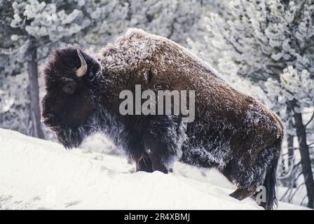 Ritratto di un bisonte americano ghiacciato (bisonte bisonte bisonte bisonte) in piedi nella neve nel Parco Nazionale di Yellowstone, USA; Stati Uniti d'America Foto Stock