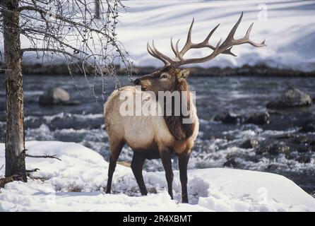 Ritratto di un alce americano (Cervus canadensis), o wapiti, nella neve nel parco nazionale di Yellowstone; Stati Uniti d'America Foto Stock