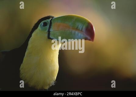 Vista ravvicinata di un Toucan in Costa Rica; Costa Rica Foto Stock