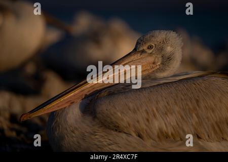 Primo piano del pellicano dalmata (Pelecanus crispus) nidificato con il sole; Macedonia centrale, Grecia Foto Stock