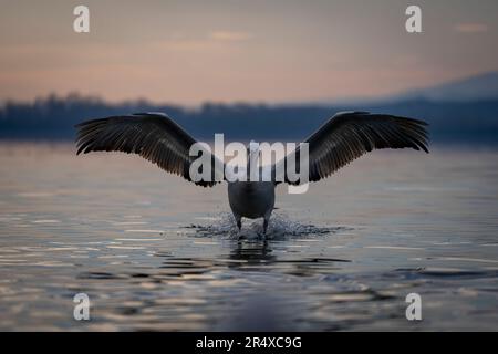 Il pellicano dalmata (Pelecanus crispus) solleva le ali che atterrano sull'acqua; Macedonia centrale, Grecia Foto Stock