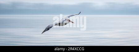 Panorama lento di un pellicano dalmata (Pelecanus crispus) che attraversa il lago; Macedonia centrale, Grecia Foto Stock