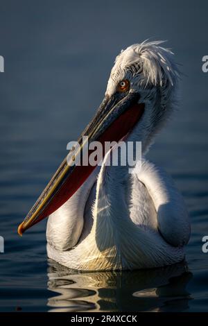 Il pellicano dalmata (Pelecanus crispus) nuota verso la testa di svolta della telecamera; Macedonia centrale, Grecia Foto Stock