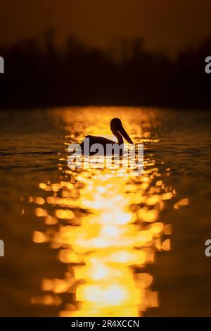 Il pellicano dalmata (Pelecanus crispus) galleggia sul lago che si staglia all'alba; Macedonia centrale, Grecia Foto Stock