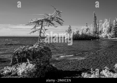 Infrarossi di alberi che costeggiano le rive del lago superiore; Thunder Bay, Ontario, Canada Foto Stock