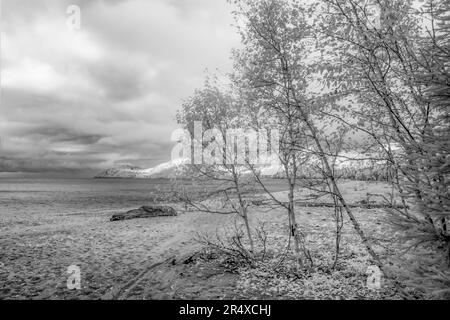 Infrarossi di alberi che costeggiano le rive del lago superiore; Thunder Bay, Ontario, Canada Foto Stock