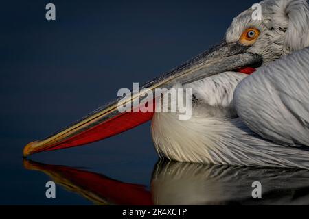 Primo piano del pellicano dalmata (Pelecanus crispus) riflesso nel lago; Macedonia centrale, Grecia Foto Stock