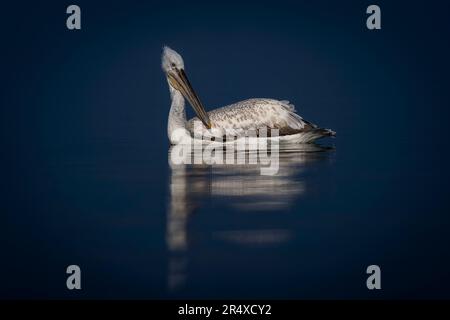 Primo piano del pellicano dalmata (Pelecanus crispus) nuota nel lago che gira verso la testa; Macedonia centrale, Grecia Foto Stock