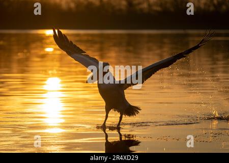 Il pellicano dalmata (Pelecanus crispus) decolla dal lago in silhouette; Macedonia centrale, Grecia Foto Stock