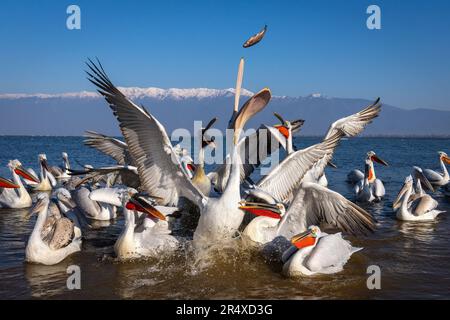 Pellicani dalmati (Pelecanus crispus) che si estendono per catturare pesci a mezz'aria; Macedonia centrale, Grecia Foto Stock