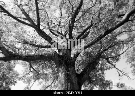 Quercia vecchia in bianco e nero; Bear River, nuova Scozia, Canada Foto Stock