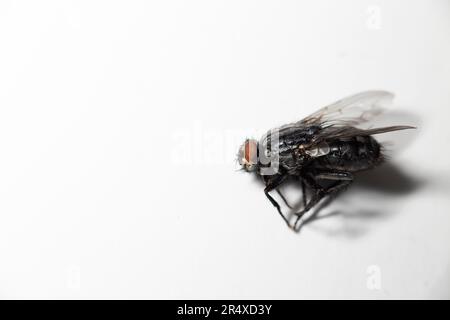 Vola (Musca domestica) su sfondo bianco; Studio Foto Stock