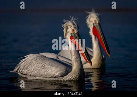 Primo piano di due pellicani dalmati (Pelecanus crispus) nuotano fianco a fianco sul lago; Macedonia centrale, Grecia Foto Stock