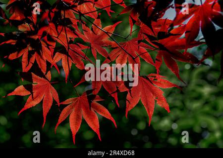 Foglie d'acero giapponese rosso (Acer palmatum) in un giardino botanico; Annapolis Royal, nuova Scozia, Canada Foto Stock