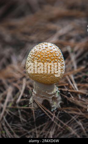Dettaglio ravvicinato di un fungo Amanita Muscaria nel Parco provinciale dell'azienda; Ontario, Canada Foto Stock