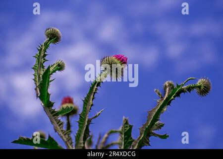 Pianta di Cardo (Cirsium arvense) in fiore in un giardino su sfondo blu del cielo; Canada Foto Stock