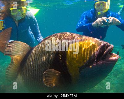 Due amanti dello snorkeling osservano un grande pesce tropicale nella grande Barriera Corallina; Australia Foto Stock