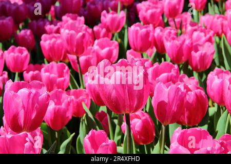 La foto è stata scattata in un parco pubblico della città di Istanbul. L'immagine mostra un letto di tulipani viola-rosa luminosi. Foto Stock