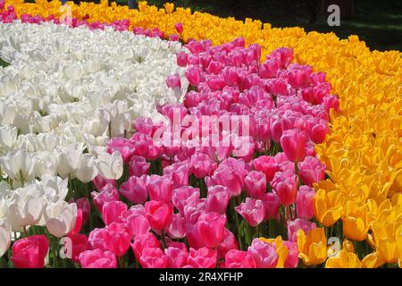 La foto è stata scattata in un parco pubblico di Istanbul. La foto mostra un letto seminato con tulipani luminosi di bianco, rosa e arancione. Foto Stock