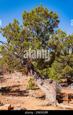 Antico albero di Pino di Bristlecone, percorso della Foresta pietrificata, parco statale della Foresta pietrificata di Escalante, Escalante, Utah, USA Foto Stock