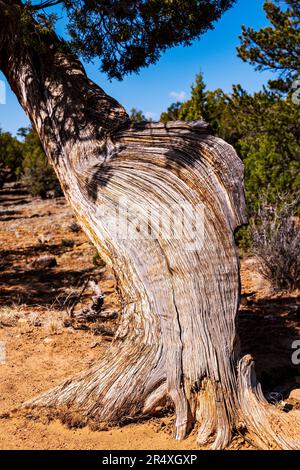 Primo piano dell'antico Pino di Bristlecone, percorso della Foresta pietrificata, parco statale della Foresta pietrificata di Escalante, Escalante, Utah, USA Foto Stock