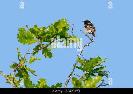 Europeo stonechat (Saxicola rubicola / Motacilla rubicola) maschio adulto arroccato in albero in primavera Foto Stock