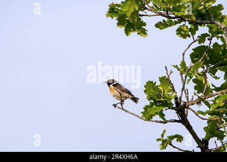 Europeo stonechat (Saxicola rubicola / Motacilla rubicola) maschio adulto arroccato in albero in primavera Foto Stock