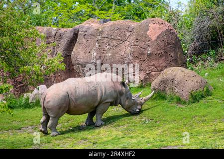 Rinoceronte o rinoceronte pascolo in prati verdi con rocce Foto Stock