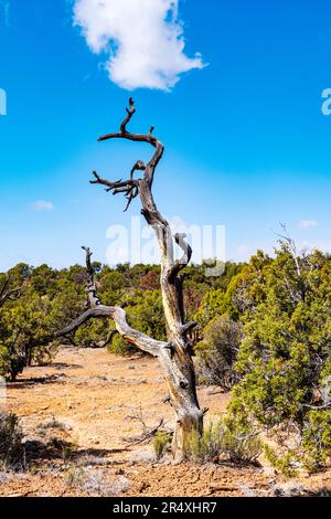 Antico albero di Pino di Bristlecone, percorso della Foresta pietrificata, parco statale della Foresta pietrificata di Escalante, Escalante, Utah, USA Foto Stock
