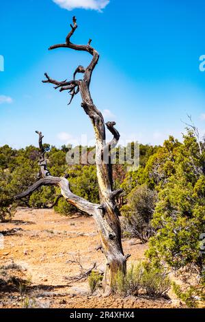 Antico albero di Pino di Bristlecone, percorso della Foresta pietrificata, parco statale della Foresta pietrificata di Escalante, Escalante, Utah, USA Foto Stock