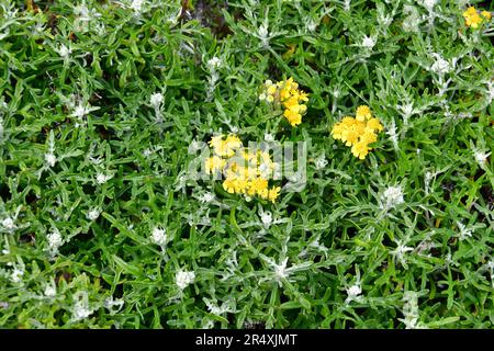 Girasole di lana di mare, Eriophyllum staechadifolium, Monterey, Contea di Monterey, California, Stati Uniti, Nord America Foto Stock