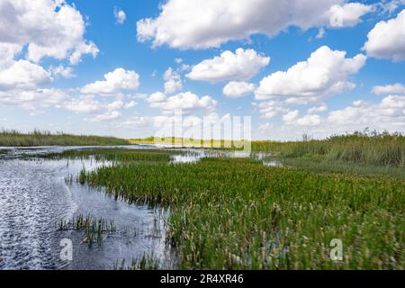 Everglades, Florida, Stati Uniti. 8th maggio, 2023. L'Everglades National Park è un'affascinante meraviglia naturale in Florida, Stati Uniti. Con una superficie di oltre 1,5 milioni di ettari, ospita diversi ecosistemi, tra cui paludi, mangrovie e praterie di sawgrass. I visitatori possono esplorare la sua fauna selvatica unica, come alligatori, uccelli acquatici e lamantini, attraverso escursioni a piedi, kayak, o facendo visite guidate, immergendosi nella sua bellezza mozzafiato. Ecologia, specie invasive, cambiamento climatico, ambiente, ambientale, Crisi climatica, riscaldamento globale, verde, ESG, palude. (Credit Image: © Taidgh Barron/ZUMA Press Wir Foto Stock
