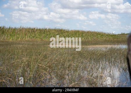 Everglades, Florida, Stati Uniti. 8th maggio, 2023. L'Everglades National Park è un'affascinante meraviglia naturale in Florida, Stati Uniti. Con una superficie di oltre 1,5 milioni di ettari, ospita diversi ecosistemi, tra cui paludi, mangrovie e praterie di sawgrass. I visitatori possono esplorare la sua fauna selvatica unica, come alligatori, uccelli acquatici e lamantini, attraverso escursioni a piedi, kayak, o facendo visite guidate, immergendosi nella sua bellezza mozzafiato. Ecologia, specie invasive, cambiamento climatico, ambiente, ambientale, Crisi climatica, riscaldamento globale, verde, ESG, palude. (Credit Image: © Taidgh Barron/ZUMA Press Wir Foto Stock
