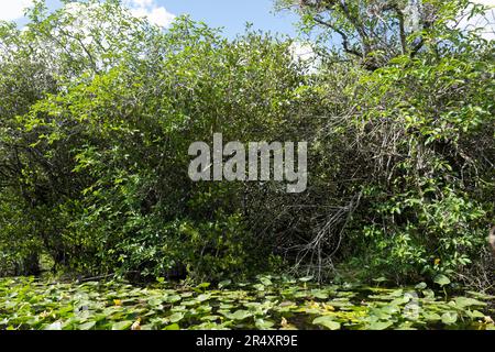 Everglades, Florida, Stati Uniti. 8th maggio, 2023. L'Everglades National Park è un'affascinante meraviglia naturale in Florida, Stati Uniti. Con una superficie di oltre 1,5 milioni di ettari, ospita diversi ecosistemi, tra cui paludi, mangrovie e praterie di sawgrass. I visitatori possono esplorare la sua fauna selvatica unica, come alligatori, uccelli acquatici e lamantini, attraverso escursioni a piedi, kayak, o facendo visite guidate, immergendosi nella sua bellezza mozzafiato. Ecologia, specie invasive, cambiamento climatico, ambiente, ambientale, Crisi climatica, riscaldamento globale, verde, ESG, palude. (Credit Image: © Taidgh Barron/ZUMA Press Wir Foto Stock