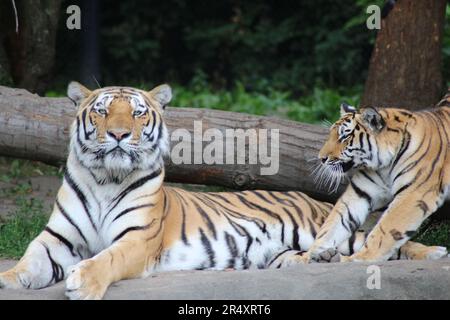 Siberiano della tigre Foto Stock