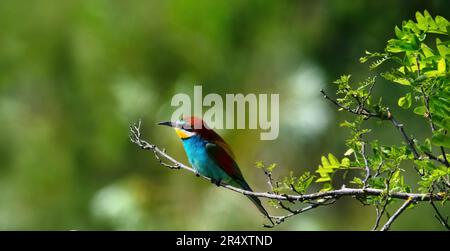 Un ritratto di lato di un ape-eater europeo ( Merops Apiaster ) appollaiato su un ramoscello, sfondo verde lussureggiante, spazio copia, spazio negativo Foto Stock