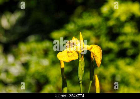 Il perenne iride pseudacorus erbaceo umido-amoroso, la bandiera dell'acqua, bandiera gialla o iride giallo, in fiore in tarda primavera / inizio estate in Inghilterra Foto Stock