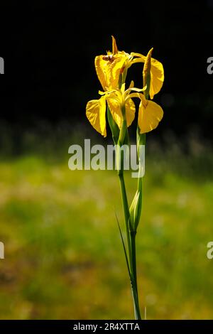 Il perenne iride pseudacorus erbaceo umido-amoroso, la bandiera dell'acqua, bandiera gialla o iride giallo, in fiore in tarda primavera / inizio estate in Inghilterra Foto Stock