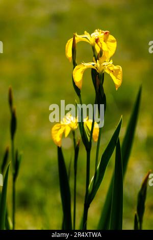 Il perenne iride pseudacorus erbaceo umido-amoroso, la bandiera dell'acqua, bandiera gialla o iride giallo, in fiore in tarda primavera / inizio estate in Inghilterra Foto Stock