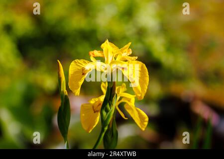 Il perenne iride pseudacorus erbaceo umido-amoroso, la bandiera dell'acqua, bandiera gialla o iride giallo, in fiore in tarda primavera / inizio estate in Inghilterra Foto Stock